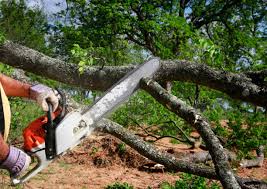 Best Hazardous Tree Removal  in Reisterstown, MD